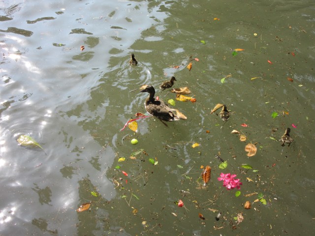 The Riverwalk, San Antonio, TX4.jpg