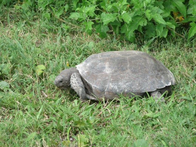 Canaveral National Seashore, Apollo Beach36