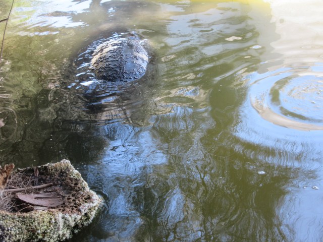 Merritt Island National Wildlife Refuge12