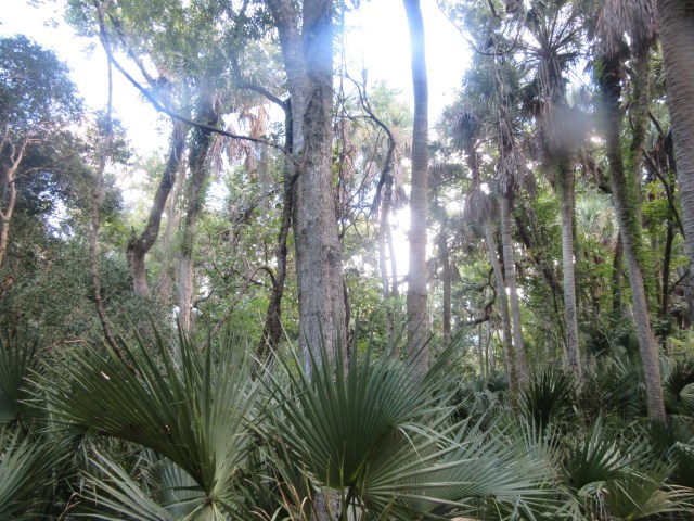 Merritt Island National Wildlife Refuge19