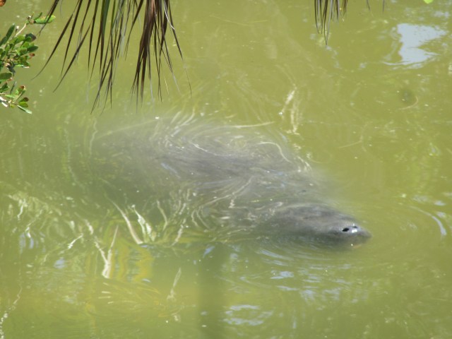 Merritt Island National Wildlife Refuge7